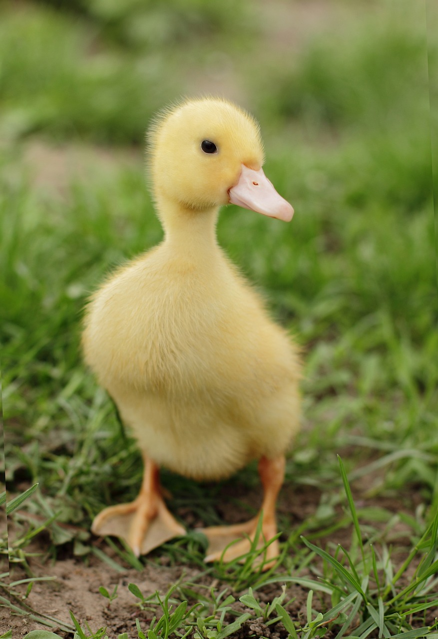 Random Ducks